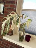Grote Monstera Vieregata stek, goede wortels en nieuw blad, Huis en Inrichting, Kamerplanten, Ophalen of Verzenden, Overige soorten