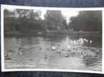 VLAARDINGEN Oranjepark met drijfsijssies  1952, Ophalen of Verzenden, 1940 tot 1960, Zuid-Holland