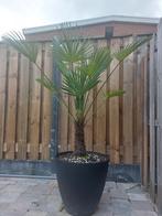 Trachycarpus Wagnerianus 150cm met pot 2x, Ophalen, 100 tot 150 cm, Palm, In pot