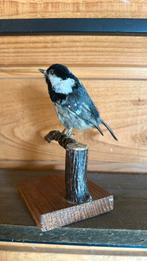 Opgezette vogel, Verzamelen, Dierenverzamelingen, Ophalen of Verzenden, Zo goed als nieuw, Vogel, Opgezet dier