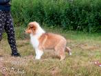 COLLIE Schotse pup FCI, Fokker | Hobbymatig, 8 tot 15 weken, Buitenland, Collie