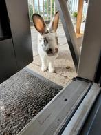 Vrouwtje dwerg te koop, Dieren en Toebehoren, Konijnen, Vrouwelijk, Dwerg, 0 tot 2 jaar