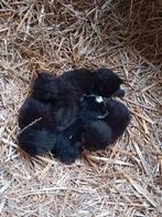 5 jonge poesjes