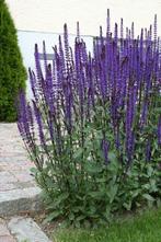 Salvia Nemorosa plantjes, Volle zon, Vaste plant, Zomer, Ophalen