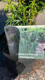 Cephalotaxus  ‘fastigiata’ 70/80, Ophalen, Zomer, Overige soorten, Volle zon