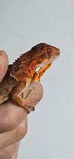 Groene leguanen morphs, Dieren en Toebehoren, Reptielen en Amfibieën, Slang, 0 tot 2 jaar