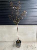 Sier kers in pot | Prunus serrulata 'Royal Burgundy', Tuin en Terras, In pot, Lente, Ophalen