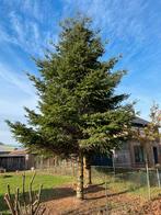 Grote Kerstboom - Direct uit de Tuin!, Tuin en Terras, Bloeit niet, Overige soorten, 250 tot 400 cm, Ophalen