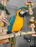 Super tamme pratende blauw gele ara papegaai, Dieren en Toebehoren, Vogels | Parkieten en Papegaaien, Geslacht onbekend, Papegaai