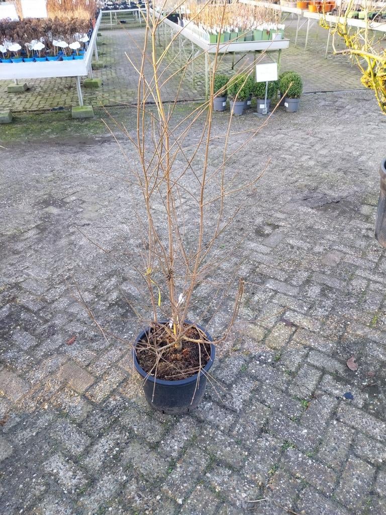 Acer campestre meerstammig,  veldesdoorn, Tuin en Terras, Ophalen, Overige soorten, Halfschaduw