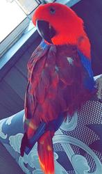 Edelpapegaai pop 550 moet vandaag weg, Dieren en Toebehoren, Vrouwelijk, Papegaai, Pratend