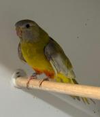 Splendid parkiet pop 2024, Vrouwelijk, Parkiet, Geringd