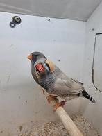 Te koop koppel split charcoal bleekrug man x Pop charcoal, Meerdere dieren