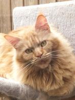 Maine coon kittens met stamboom, Meerdere dieren, Gechipt