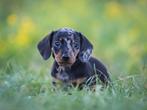 Dwerg teckel puppy teckel, Rabiës (hondsdolheid), Reu, 8 tot 15 weken, Eén hond