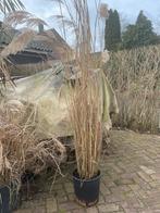 Siergrassen, miscanthus malepartus, Tuin en Terras, Planten | Tuinplanten, Ophalen, Vaste plant, Siergrassen, Halfschaduw