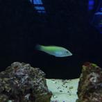 Groene lipvis - Halichoerus chloropterus, Dieren en Toebehoren, Vissen | Aquariumvissen, Vis, Zoutwatervis