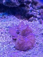 Divers koraal, Overige typen, Zoutwatervis