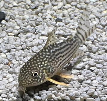 Meer dan 10 soorten sterke Corydoras sterke import diertjes beschikbaar voor biedingen