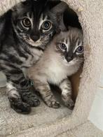 Bengaal kittens met stamboom, Dieren en Toebehoren, Poes, Gechipt, 0 tot 2 jaar