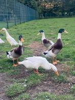 Loopeenden, Dieren en Toebehoren, Mannelijk, Eend
