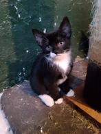 Te koop nog 2 kittens van onze 6 lieve boerderijkittens., Dieren en Toebehoren, Katten en Kittens | Overige Katten, Kortharig