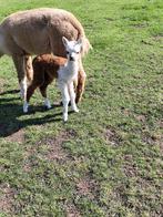 Prachtige bonte alpaca merrie met prachtig alpacahengstje aa, Dieren en Toebehoren, Overige Dieren, Juni, Vrouwelijk
