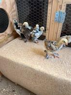 Brahma hennen diverse kleuren, Dieren en Toebehoren, Pluimvee