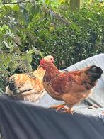 Jonge hanen….wie heeft er interesse?, Dieren en Toebehoren, Pluimvee, Mannelijk, Kip