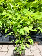 Hydrangea arb. 'Annabelle'  / hortensia Annabelle €4.50, Tuin en Terras, Planten | Tuinplanten, Ophalen, Zomer, Overige soorten