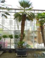 Camaerops Humilis, Bloeit niet, 250 tot 400 cm, Palmboom, Ophalen