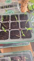 paprika planten, Tuin en Terras, Planten | Tuinplanten, Ophalen, Volle zon, Groenteplanten, Eenjarig