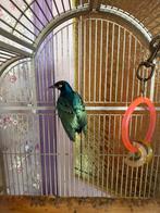 Driekleur glansspreeuwen 2 stuks met hok en voer, Meerdere dieren