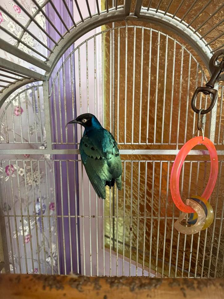 Driekleur glansspreeuwen 2 stuks met hok en voer, Dieren en Toebehoren, Vogels | Overige Vogels, Meerdere dieren