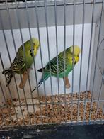 Engelse grasparkieten, Meerdere dieren, Parkiet