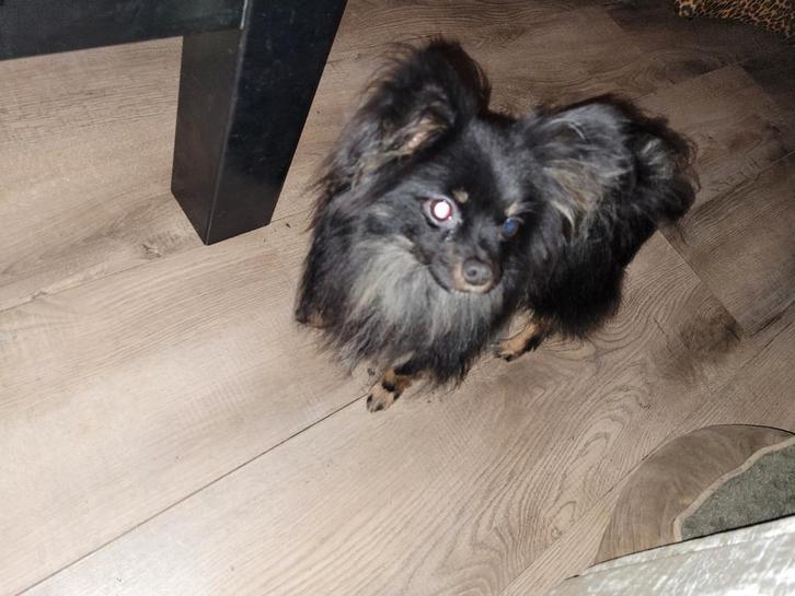 Leuke pomchi reu te koop., Dieren en Toebehoren, Honden | Chihuahua's en Gezelschapshonden, Reu, Overige rassen, Particulier, Eén hond