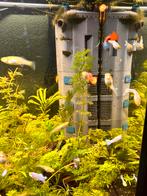 Mooie guppymix, Ophalen of Verzenden, Zo goed als nieuw, Gevuld zoetwateraquarium