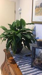 Lepelplant.   ( Spatyphillum) zonder sierpot., Huis en Inrichting, Kamerplanten, Ophalen, Halfschaduw, Minder dan 100 cm
