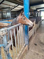 NIEUW PONYOPFOK, Dieren en Toebehoren, Stalling en Weidegang