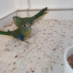 3 turquoisine poppen te koop, Vrouwelijk, Parkiet, Geringd