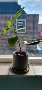 Ficus Elastica (rubberplant) in pot, Minder dan 100 cm, Ficus, Halfschaduw, In pot