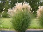 Miscanthus sinensis gracillimus prachtriet siergras, Ophalen, Volle zon, Vaste plant, Siergrassen