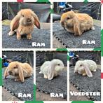 Mooie franse hangoortjes, Meerdere dieren, Groot