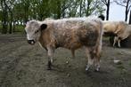 Midi Galloway, Dieren en Toebehoren, Mannelijk, Na 1 juli 2024