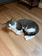 Lieve poes ter overname, Dieren en Toebehoren, Poes