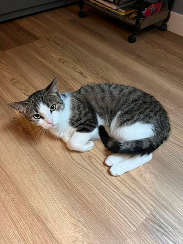 Lieve poes ter overname beschikbaar voor biedingen