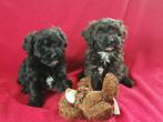 Maltipoo pups, Parvo, Overige rassen, 8 tot 15 weken, Meerdere