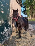Shetlander merrie, Dieren en Toebehoren, Merrie, A pony (tot 1.17m), 7 tot 10 jaar, Onbeleerd
