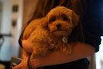 Exclusieve Maltipoo Pups, Dieren en Toebehoren, Rabiës (hondsdolheid), 15 weken tot 1 jaar, Overige rassen, Meerdere