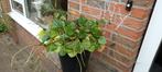 Grote Pannenkoekplant - slechts 5 euro!, In pot, Minder dan 100 cm, Groene kamerplant, Halfschaduw